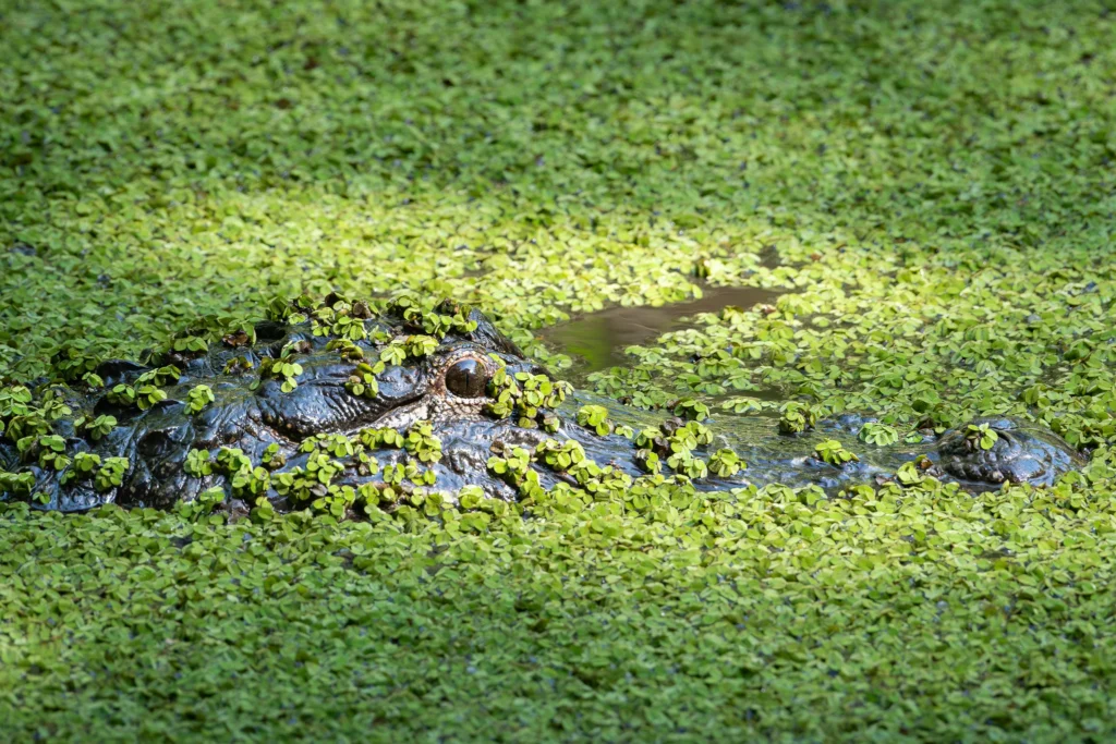 American Alligator covered in duckweed in an alligator hole during the dry season in Corkscrew Swamp in Florida