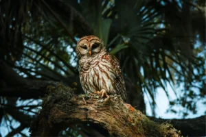 Wildlife Photography: Barred Owl in Myakka River State Park