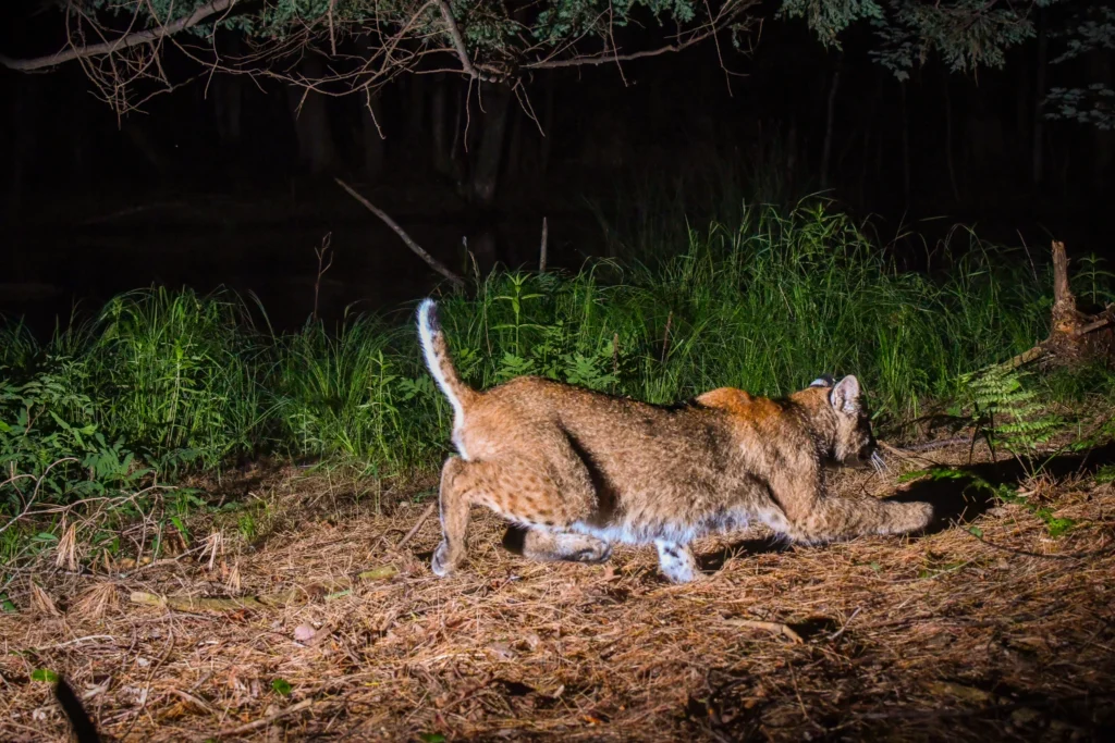 Male bobcat chasing a mouse in northern Wisconsin along a creek.