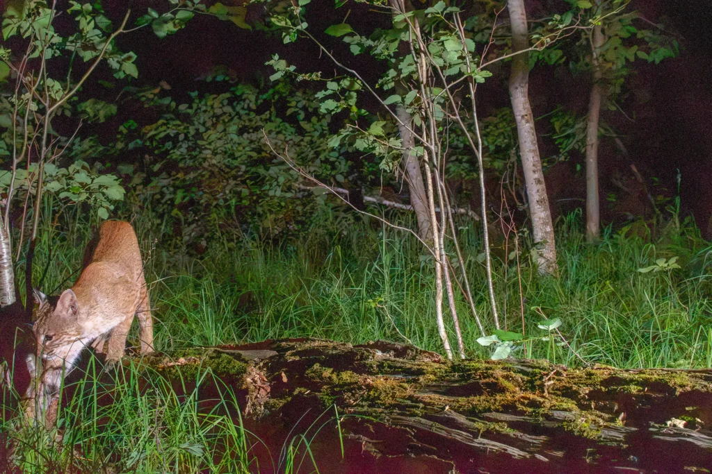 Wildlife Photography: Female Bobcat Stepping of a Log in the woods in northern Wisconsin.