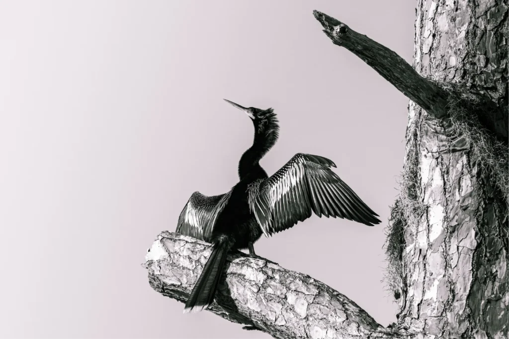 Wildlife Photography: Male Anhinga Sunning Himself at a pond in Florida
