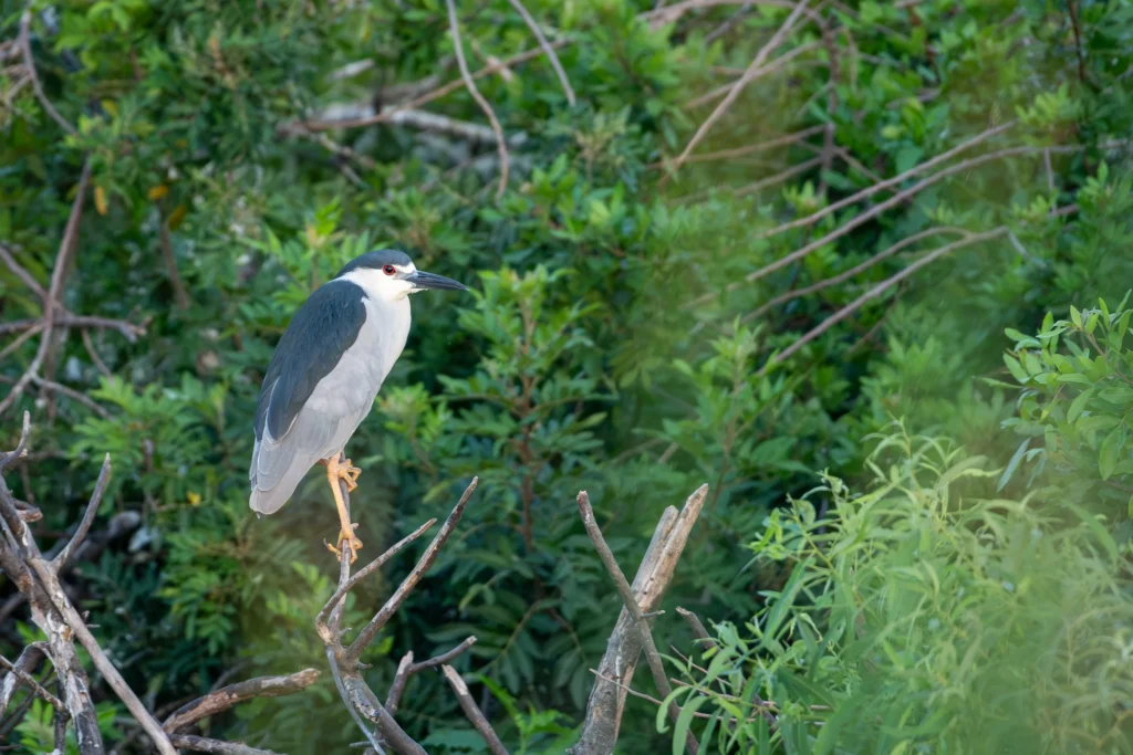 Adult Black-Crowned Night Heron at the Rookery in Florida