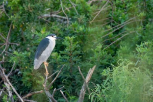 Adult Black-Crowned Night Heron at the Rookery in Florida