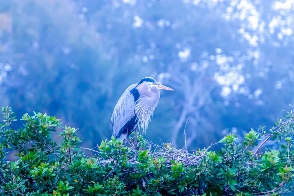 Great Blue Heron on a foggy morning at a Florida rookery