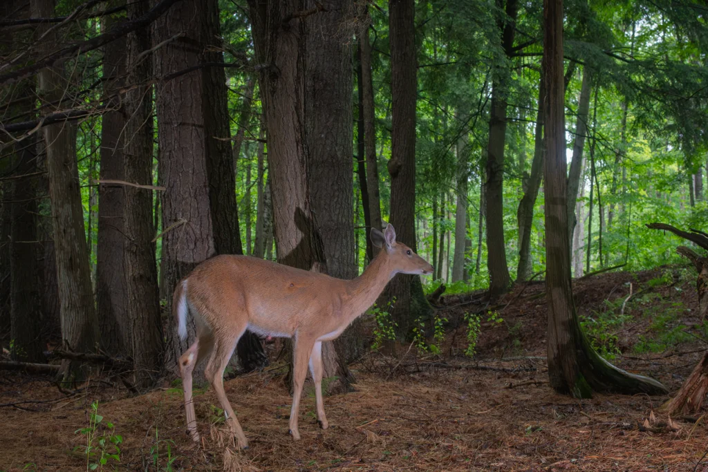 Deer In Forest By Outlet