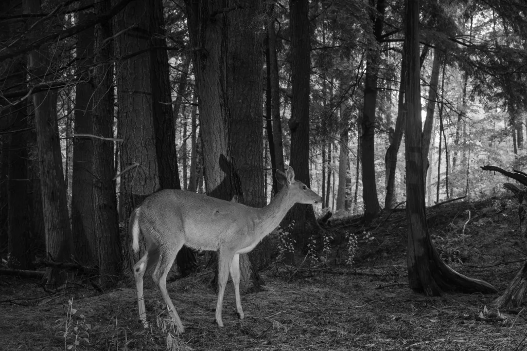 Deer In Forest By Outlet B&W