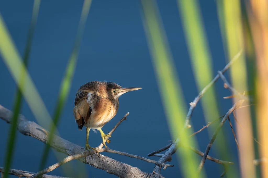 Least Bittern Sitting in Golden Hour Light