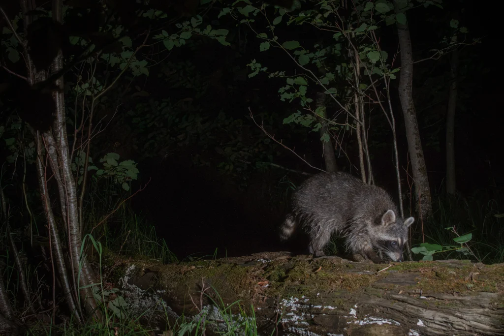 Raccoon on a log near the outlet 2