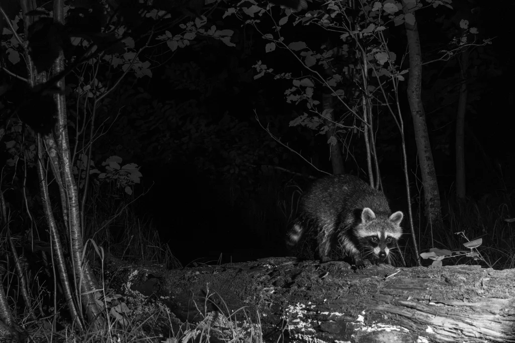 Raccoon on a log near the outlet B&W
