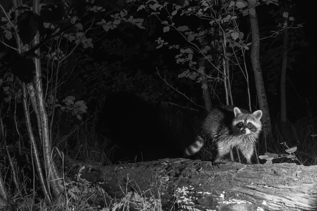 Raccoon on a log near the outlet B&W 2