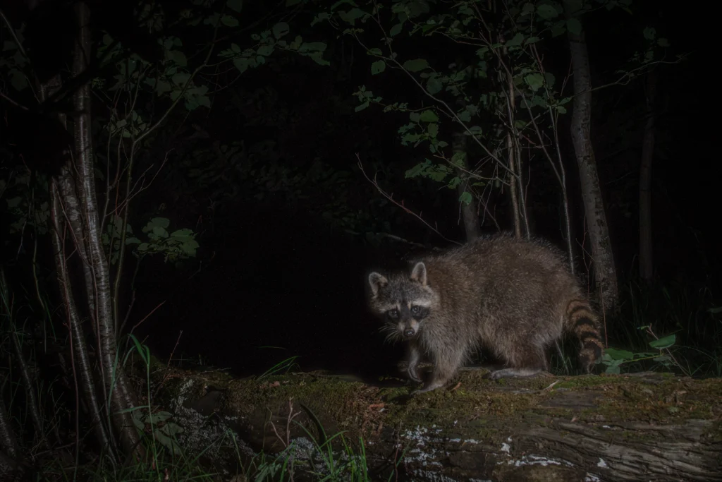 Raccoon on log near outlet