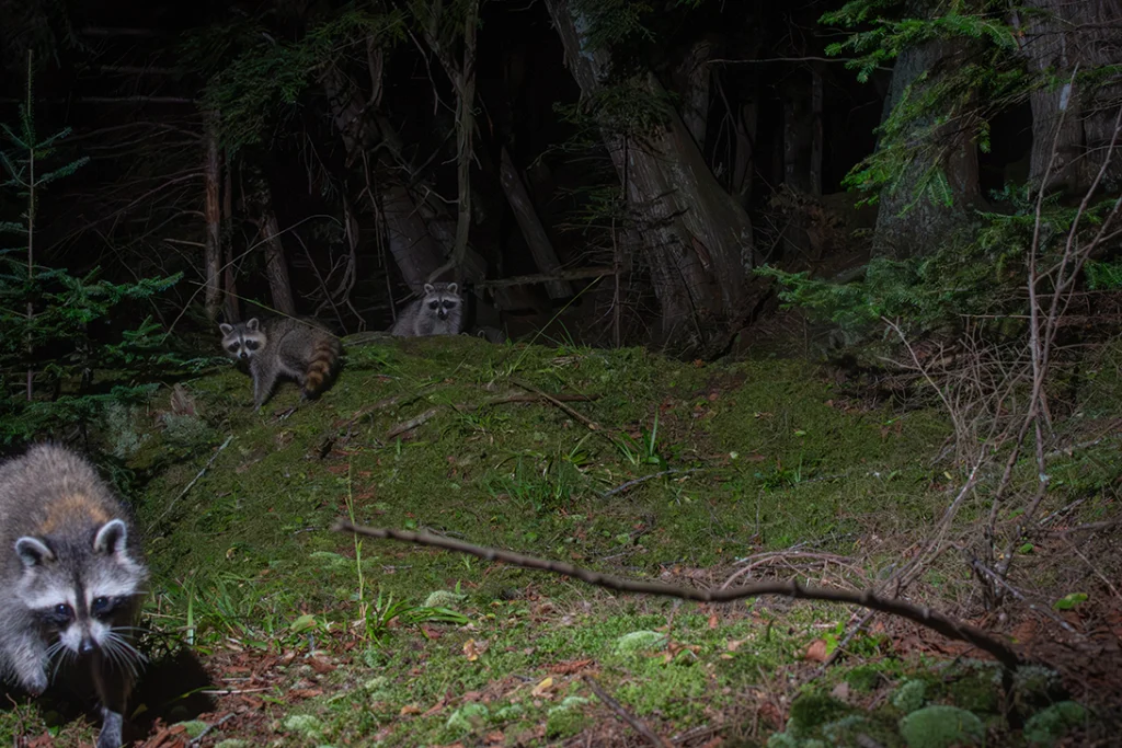 Three raccoons near the lake