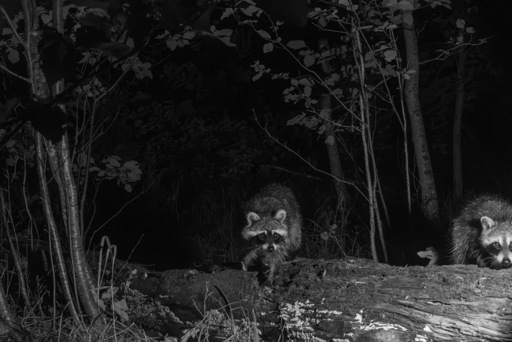 Two raccoons on a log near the outlet B&W 2